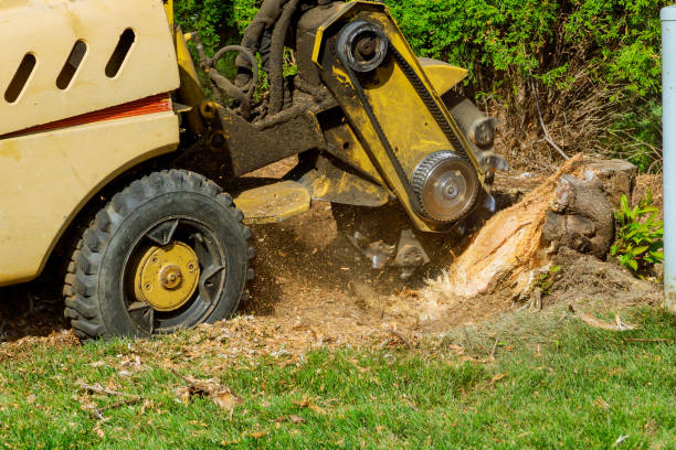 Best Fruit Tree Pruning  in Mauston, WI