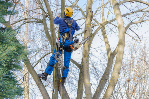 Best Root Management and Removal  in Mauston, WI