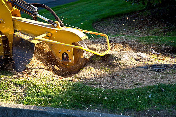 Best Hazardous Tree Removal  in Mauston, WI