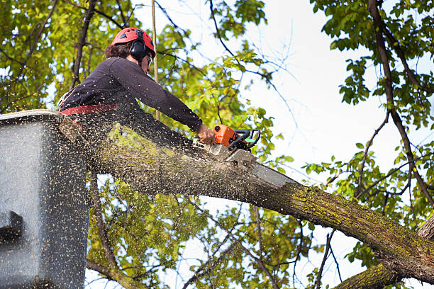 Best Tree Maintenance Programs  in Mauston, WI